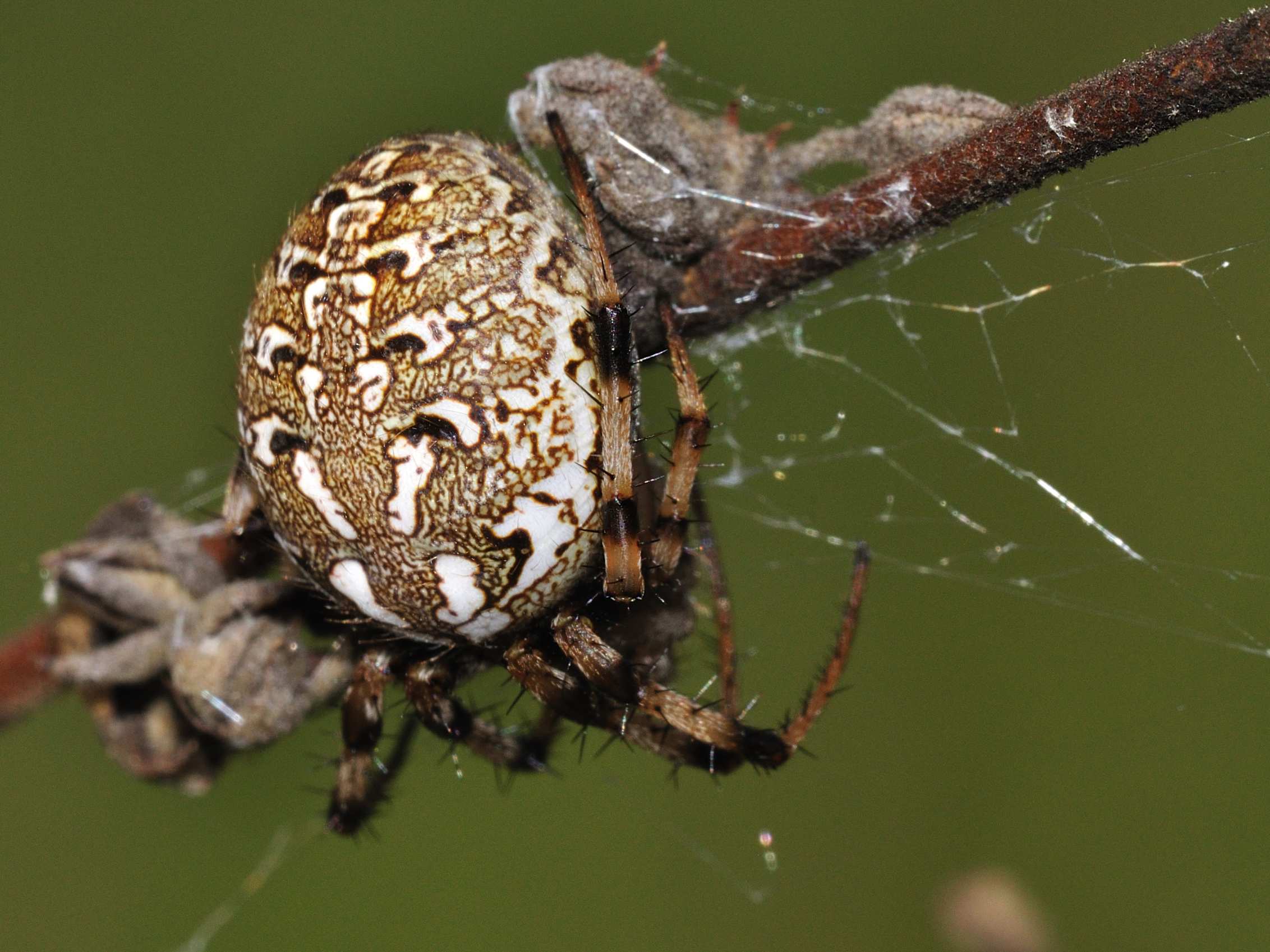 Neoscona byzanthina